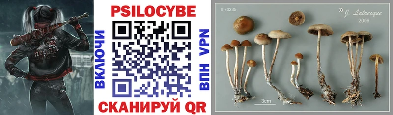 KRAKEN сайт  Сасово  Псилоцибиновые грибы Psilocybine cubensis 